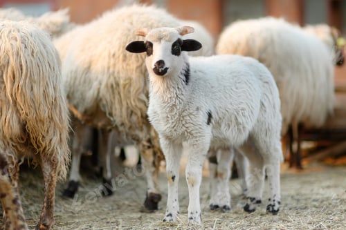 Preview: Small lamb on background of sheeps in corral on the farm.
