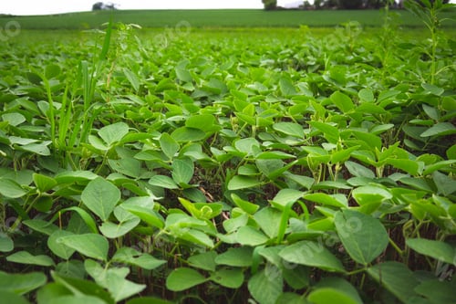 Preview: Closeup of soy bean plants in a field