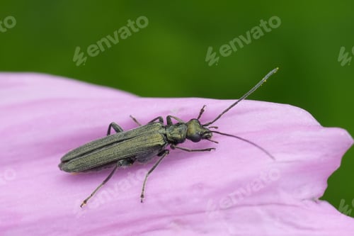 Preview: Closeup on a metallic green false oil beetle, Oedemera lurida or virescens, on pink petal