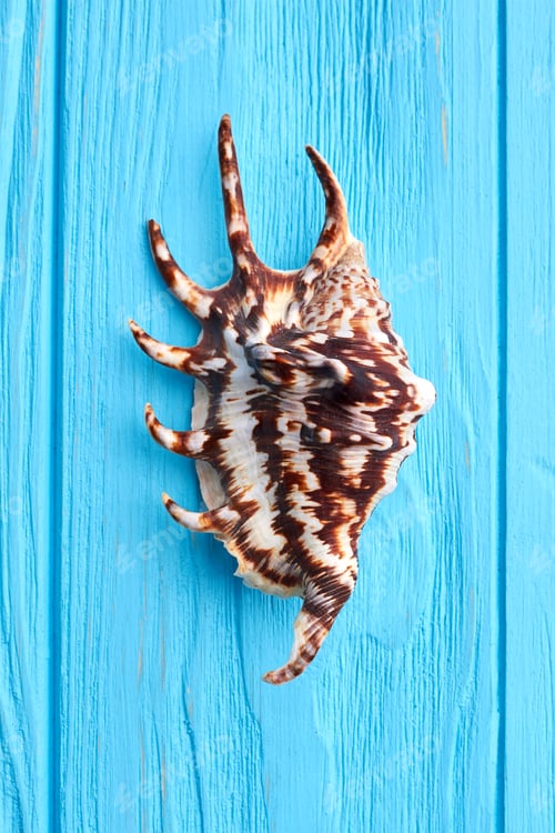 Preview: Exotic sea shell close up