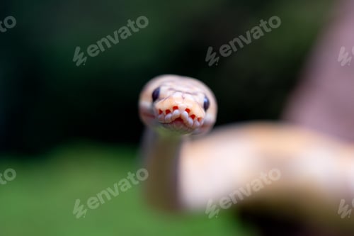 Preview: Yellow and white mixed python snake.