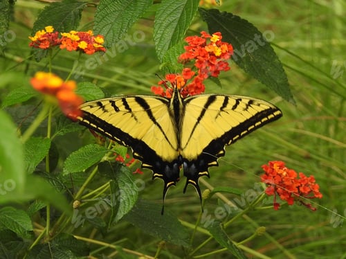 Preview: Beautiful butterfly dancing in the garden