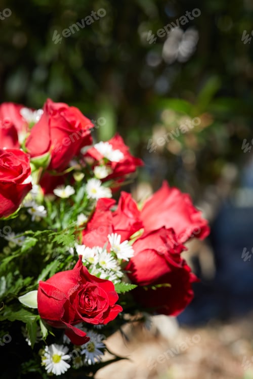 Preview: Vertical photo of fresh red roses with chamomiles