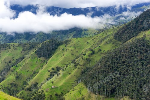 Preview: Wax Palm Forest near Salento