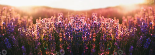 Preview: sunset