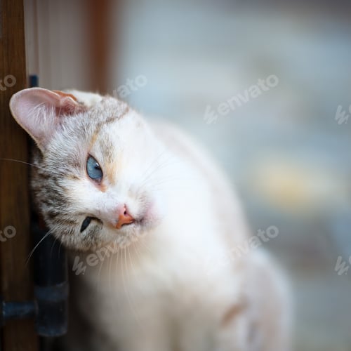 Preview: Cat with turquoise eyes