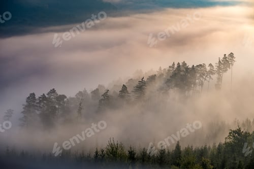 Preview: Aerial shot of a beautiful green forest completely covered in fog. Perfect for a wallpaper.
