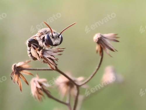 Preview: Insect