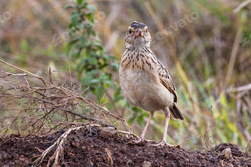 Preview: Bird Wild Animals Flight Kenya East Africa Wildlife Prey Hunter