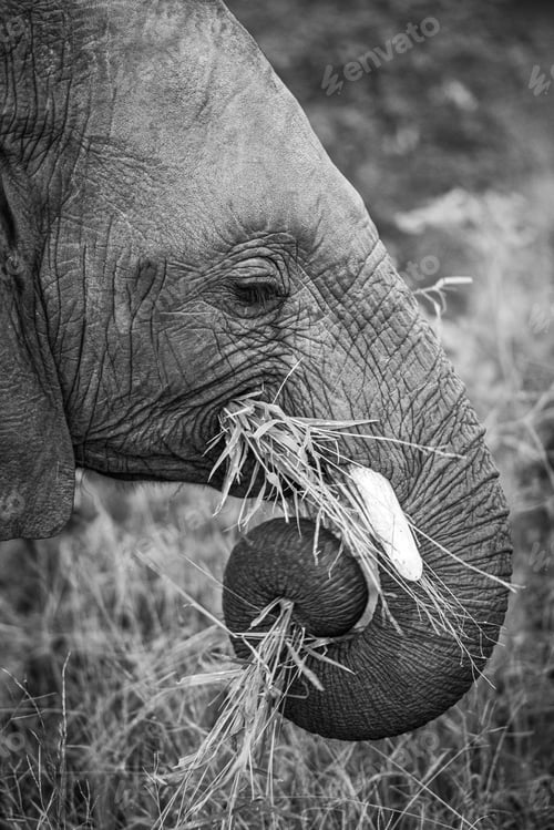 Preview: The side profile of an elephant, Loxodonta africana, chewing grass