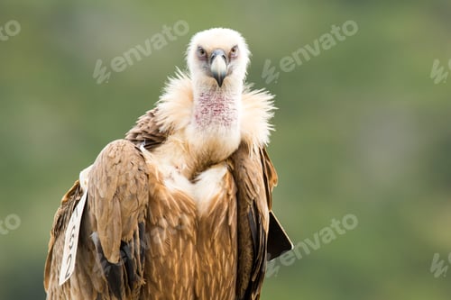 Preview: Griffon Vulture (Gyps fulvus), portrait, Israel