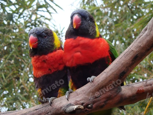 Preview: Daddy and mom parrot