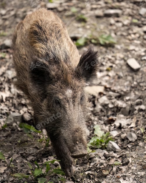 Preview: Pig foraging for food in the dirt