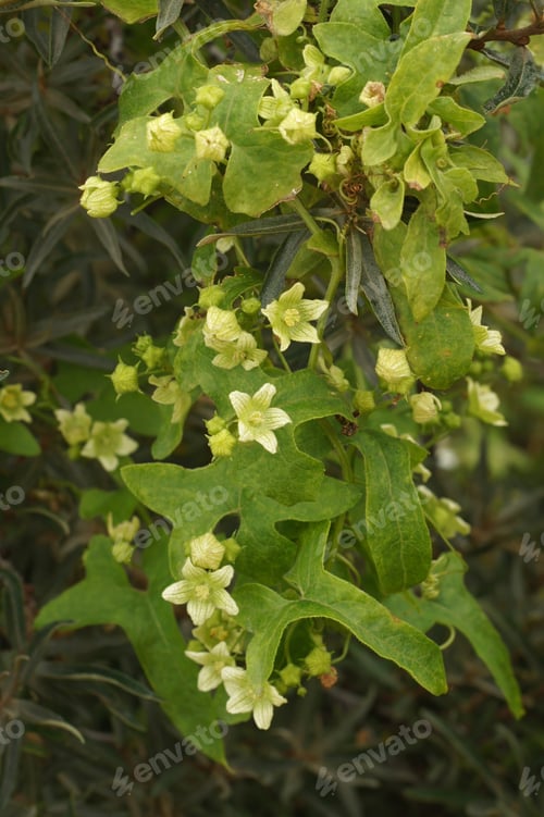 Preview: Vertical closeup on a flowering White bryony, Bryonia dioica