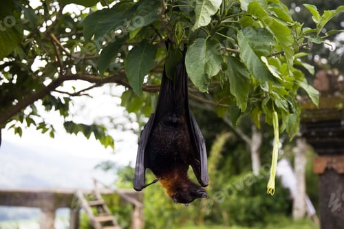 Preview: Large Flying Fox (Pteropus vampyrus) hanging in a tree at Bali Indonesia