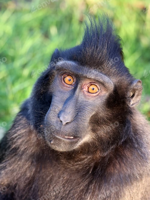 Preview: portrait of Crested Macaque (Macaca Nigra)