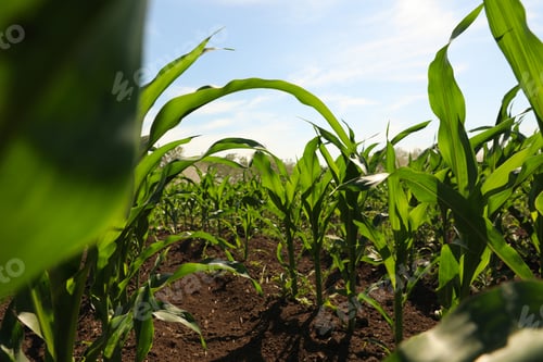Preview: Closeup view of corn growing in field. Agriculture industry