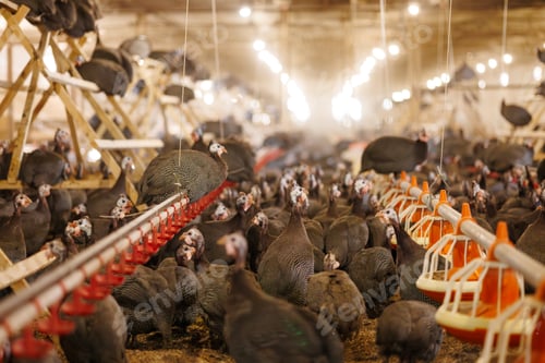 Preview: Guinea Fowl in Poultry Farm Setting, selective focus
