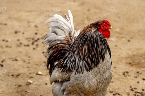 Preview: Selective focus shot of a rooster on the farm