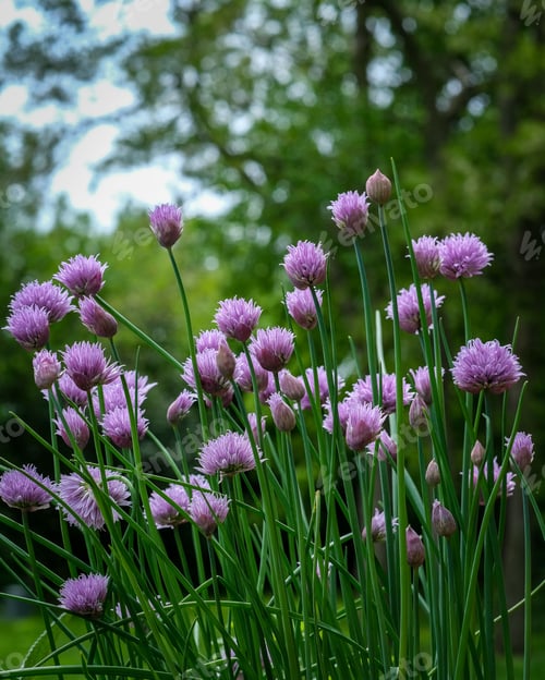 Preview: Closeup shot of Chives flowers in a green garden