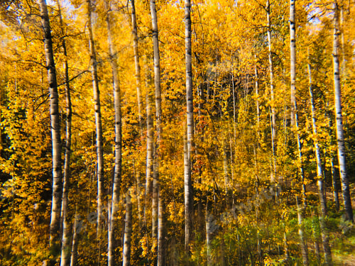 Preview: Autumn alder leaves mirage