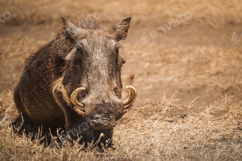 Preview: Common warthog resting in the dry grass of ngorongoro crater, tanzania
