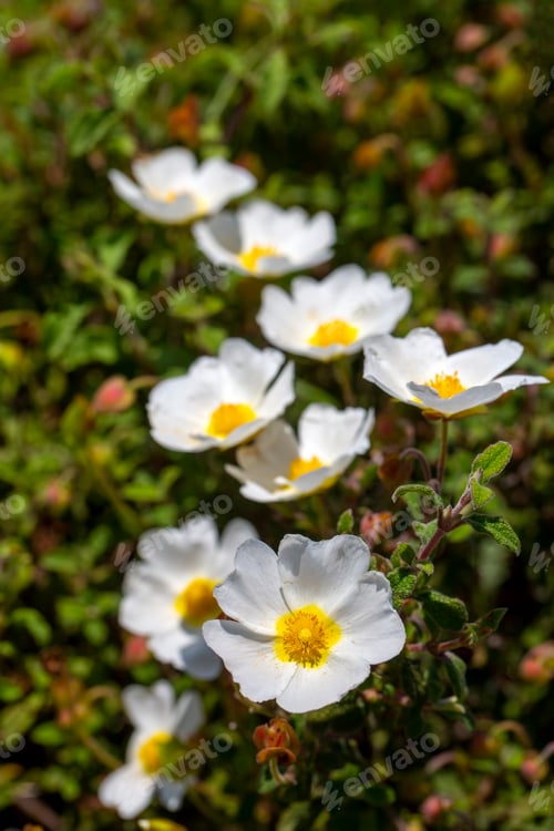 Preview: Laden; It is a plant Cistus genus of the Cistaceae family.