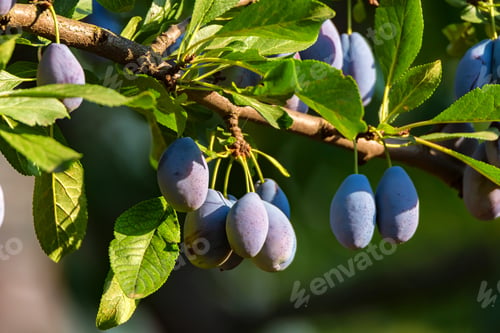 Preview: Branch of plum tree with fruit close