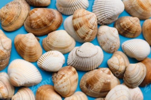 Preview: Summer beach background, seashells on light blue background.