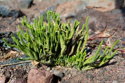 Preview: Planta en el desierto de Atacama