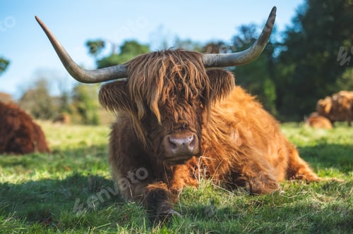 Preview: Scottish Highland cattle laying in the green field