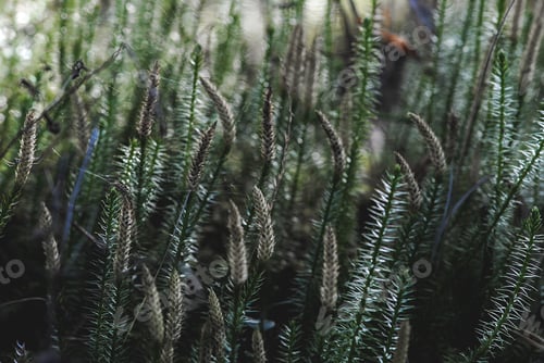 Preview: nature