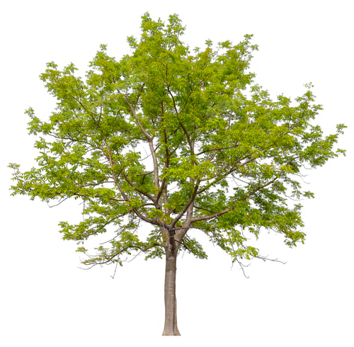 Preview: hight qaulity tree on white background
