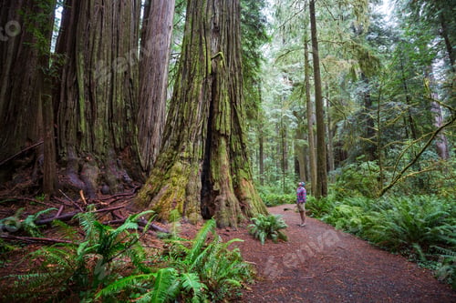 Preview: Sequoia