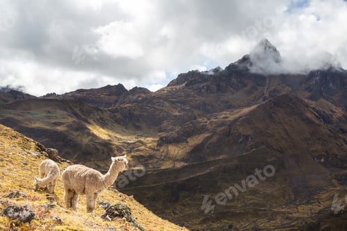 Preview: Alpaca