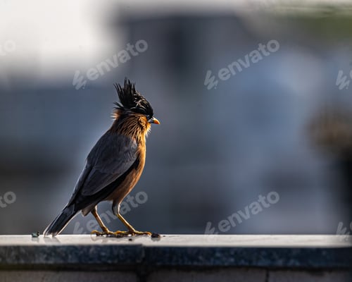 Preview: Brahminy starling in its natural habitat
