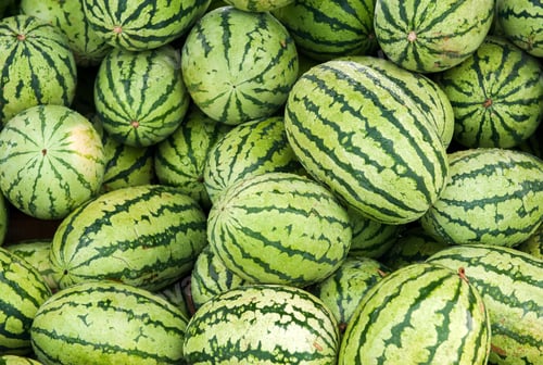Preview: many green large watermelons, texture, background