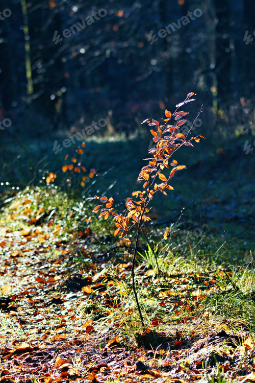 Preview: Young sapling in sunlit forest clearing