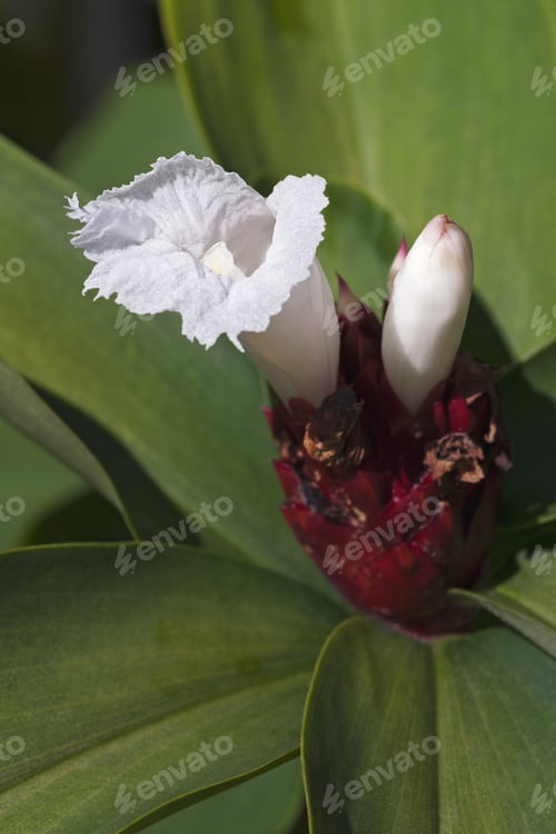 Preview: Crepe Ginger (Cheilocostus Speciosus)