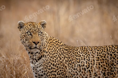Preview: Close up of a starring Leopard.