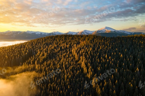Preview: Aerial view of vibrant sunrise over Carpathian mountain hills covered with evergreen spruce forest