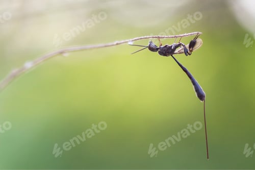 Preview: wasp
