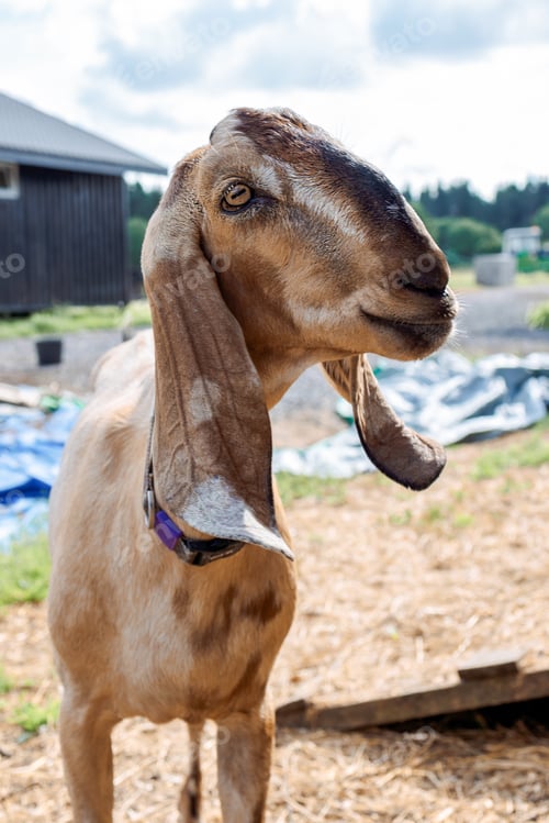 Preview: Portrait of brown Nubian goat with long ears, looking at camera. Close-up wildlife concept