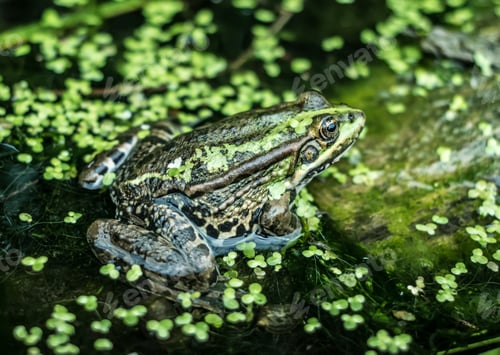 Green Frog Sitting Among Greenery in Water