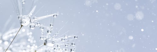 Preview: Water drops on parachutes dandelion. Copy space. soft focus on water droplets. abstract background