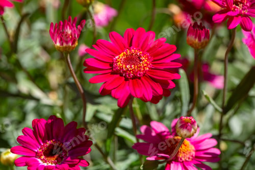 Preview: Argyranthemum is a genus belonging to the Asteraceae family.