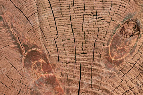 Preview: full frame of wooden stump texture as backdrop