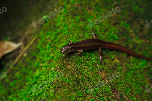Preview: skink on a rock with moss