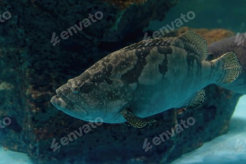 Preview: a large saltwater fish of the grouper family found in the eastern as well as western Atlantic ocean.