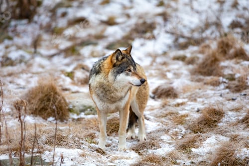 Preview: Beautiful male wolf standing in the forest looking for prey
